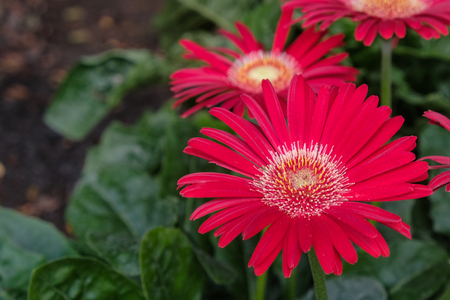 Red  yerbera and green leaves in natureの写真素材