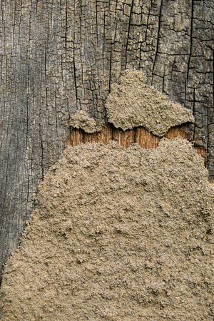 Close up anthill on tree in natureの写真素材