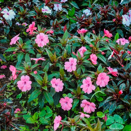 pink flowers in nature on groundの写真素材