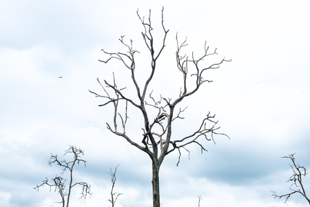 tree branch silhouette on nature background and cloudyの写真素材