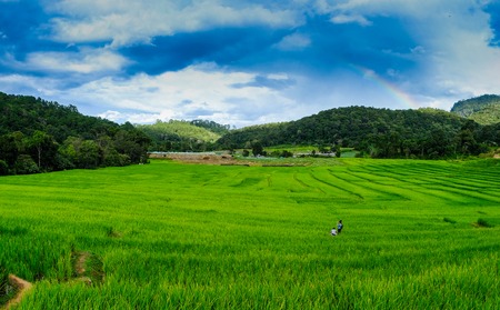 Rice terraces,Rice Field in Pa Pong Piang , Mae Chaem, Chiang Mai, Thailandの写真素材