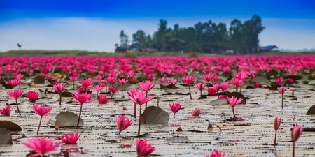 Beautiful Sea of red lotus in Thailandの写真素材