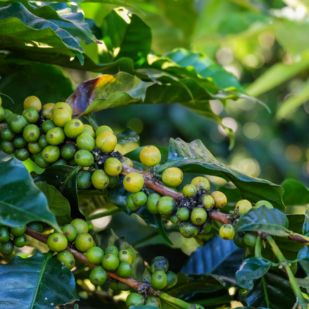 coffee bean on tree and leaf in natureの写真素材