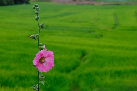 Close up of pink Hollyhock, Alcea rosea blossom on  fieldの写真素材
