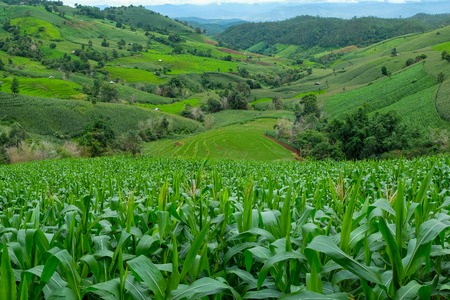 Sugarcane field with blue sky and  cloud in Thailandの写真素材