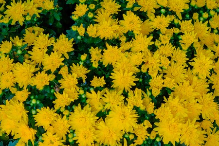 Beautiful yellow flowers and leaf in naturel for backgroundの写真素材
