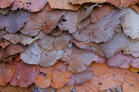 Dipterocarpus tuberculatus, dried leaves sort for roofの写真素材