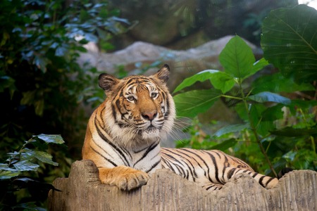 Sumatran Tiger Roaring on the rock in zoo,Thailandの写真素材