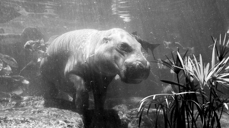 Black and white Pygmy hippos underwater with many fish in the zoo.の写真素材