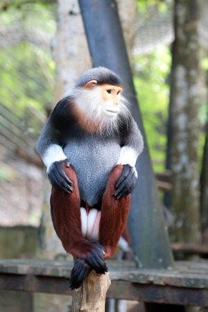 Red-shanked douc wildlife reserve in thailandの写真素材