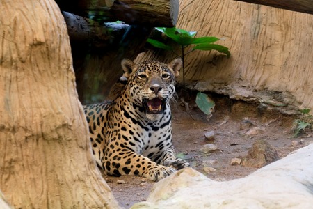 Portrait of a leopard  at zoo in Thailandの写真素材