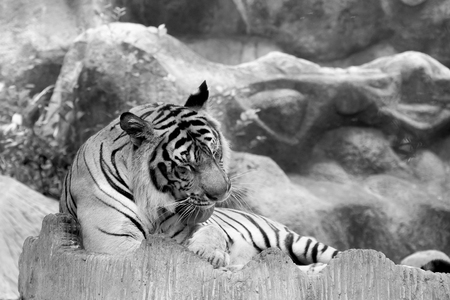 Black and white INDOCHINESE TIGER (Panthera tigris corbetti) in the zoo at Thailandの写真素材