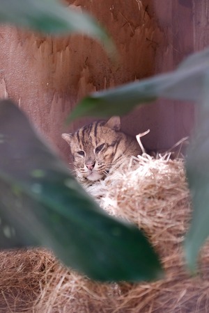 Fishing cat (Prionailurus viverrinus). Wildlife animal in zoo at Thailand.