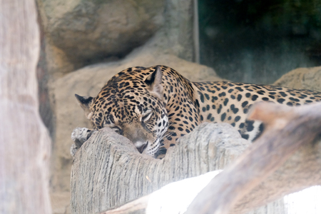 Portrait of a leopard sleep  at zoo in Thailandの写真素材