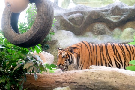 INDOCHINESE TIGER (Panthera tigris corbetti) in the zoo at Thailandの写真素材