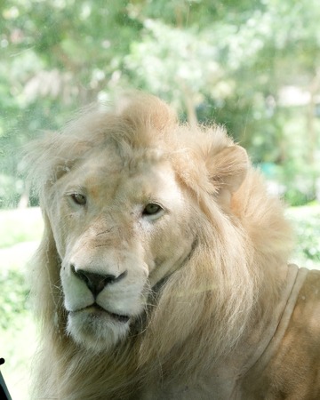 Close up face of white lion in the zoo.の写真素材