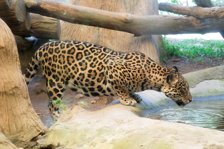 Wildlife of Jaguar drink water in zoo at Thailandの写真素材