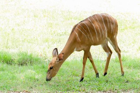 Wildlife Nyala antelope (Nyala angasi) in the zoo at Thailand.の写真素材