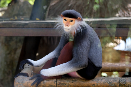 Red-shanked douc wildlife reserve in thailandの写真素材