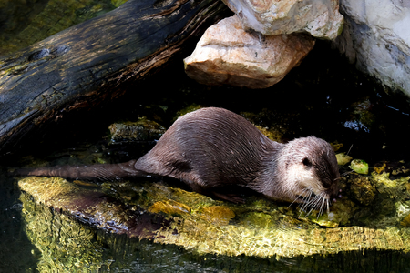 beautiful Smooth-coated Otter (Lutrogale perspicillata) living in Thai forestの写真素材