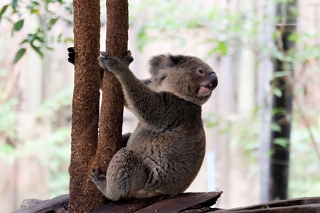 koala bear in forest zoo  at Thailandの写真素材