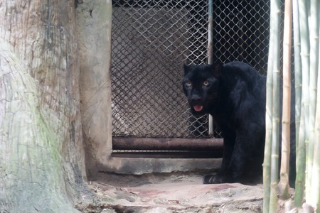 Young black jaguar at zoo in Thailandの写真素材