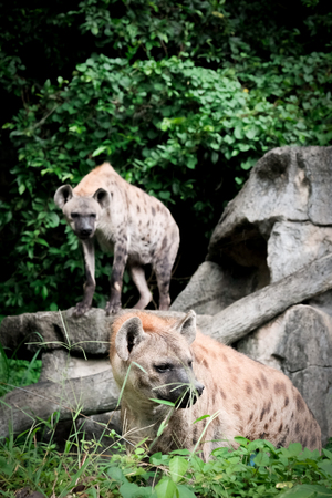 Wildlife of  Hyena in the zoo at Thailandの写真素材