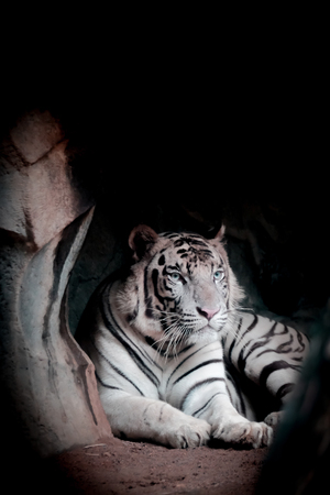 White Tiger in cave show head and leg at Thailandの写真素材