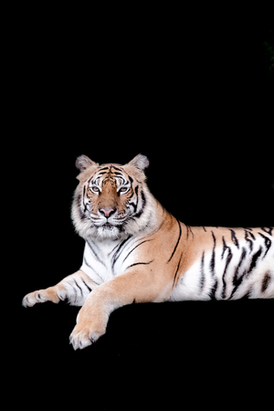 Bengal Tiger in forest show head and leg isolated on black background