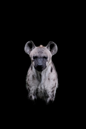 Close up  Hyena isolated on black backgroundの写真素材