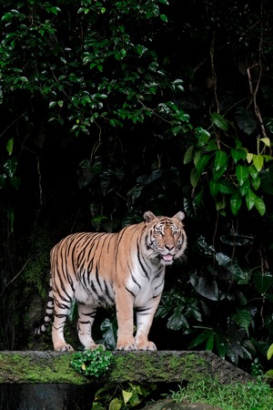 Bengal Tiger standing  in forest show head and legの写真素材