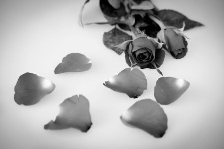 Black and white rose and leaves isolated on white backgroundの写真素材