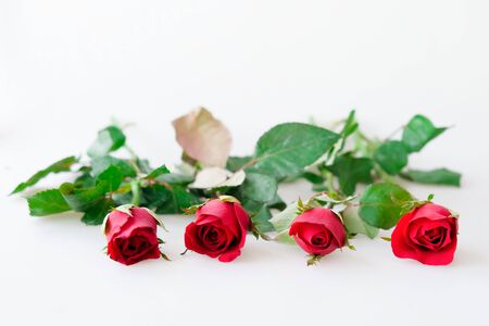 Four red rose and leaves on white backgroundの写真素材