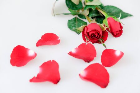 Red rose and leaves isolated on white backgroundの写真素材
