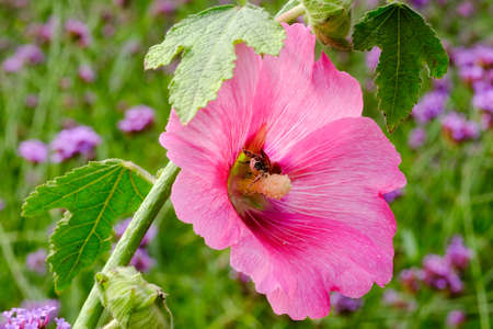 Macro photo beautiful white Alcea flower  in Thailandの写真素材