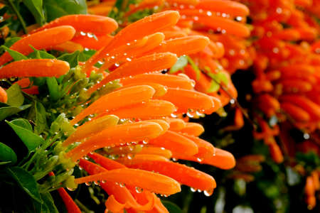 Orange Pyrostegia venusta flowerand leaves  selective focusの写真素材
