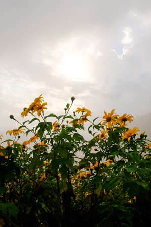 Tree Marigold or yellow flowers in national garden park and  mountain hills in Chiang Mai, Thailand.の写真素材