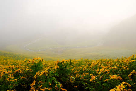 Tree Marigold or yellow flowers in national garden park and  mountain hills in Chiang Mai, Thailand.の写真素材