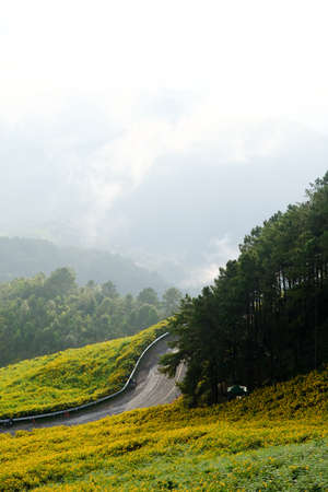 Tree Marigold or yellow flowers in national garden park and  mountain hills in Chiang Mai, Thailand.の写真素材
