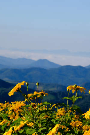 Tree Marigold or yellow flowers in national garden park and  mountain hills in Chiang Mai, Thailand.の写真素材