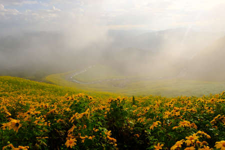 Tree Marigold or yellow flowers in national garden park and  mountain hills in Chiang Mai, Thailand.の写真素材
