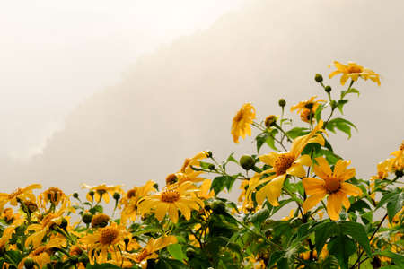 Tree Marigold or yellow flowers in national garden park and  mountain hills in Chiang Mai, Thailand.