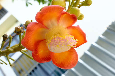 Shorea robusta or Cannonball flower from the treeの写真素材