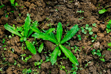 long coriander on ground isolated nature background.の写真素材