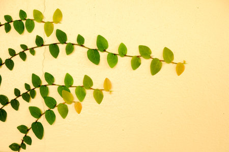Yellow walls of the leaves for backgroundの写真素材