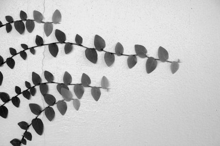 Black and white walls of the leaves for backgroundの写真素材