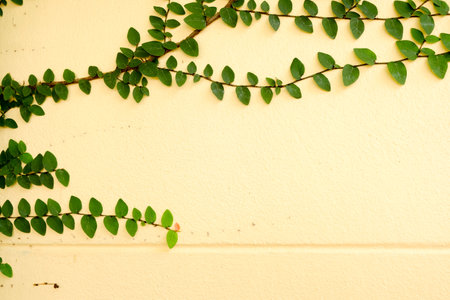Yellow walls of the leaves for backgroundの写真素材