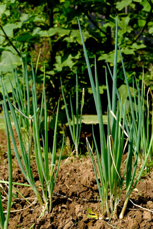green onions growing in the garden. spring vegetables.の写真素材