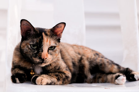 Thai Tricolor cat on white chair in Bangkok at Thailandの写真素材