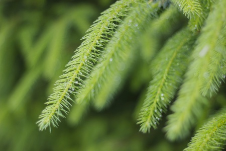 Pine tree leafの素材